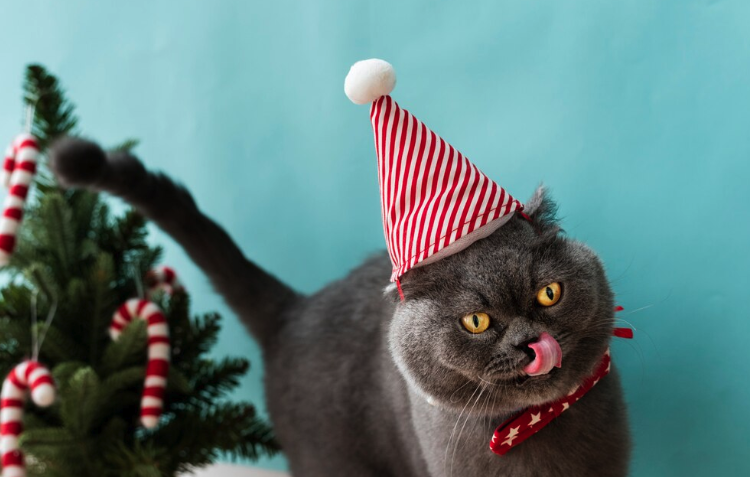 Cat Christmas Decorations - PawrPose